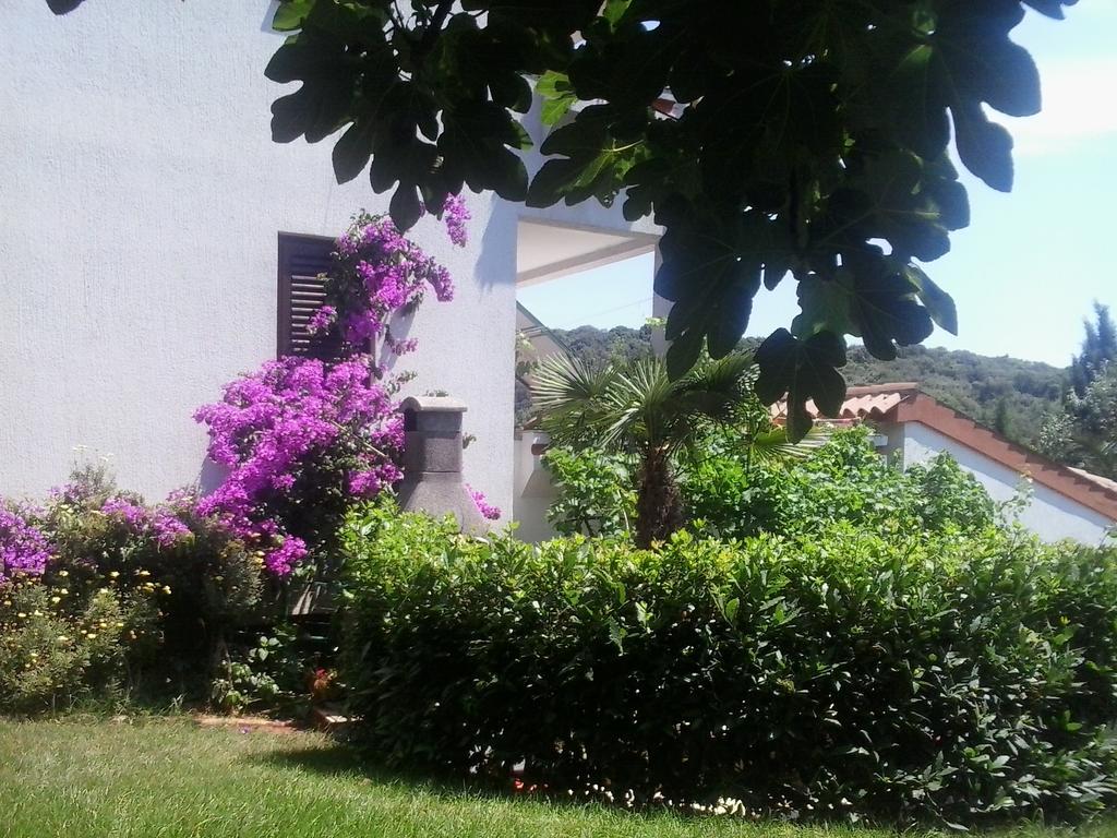 Iva * Pula
